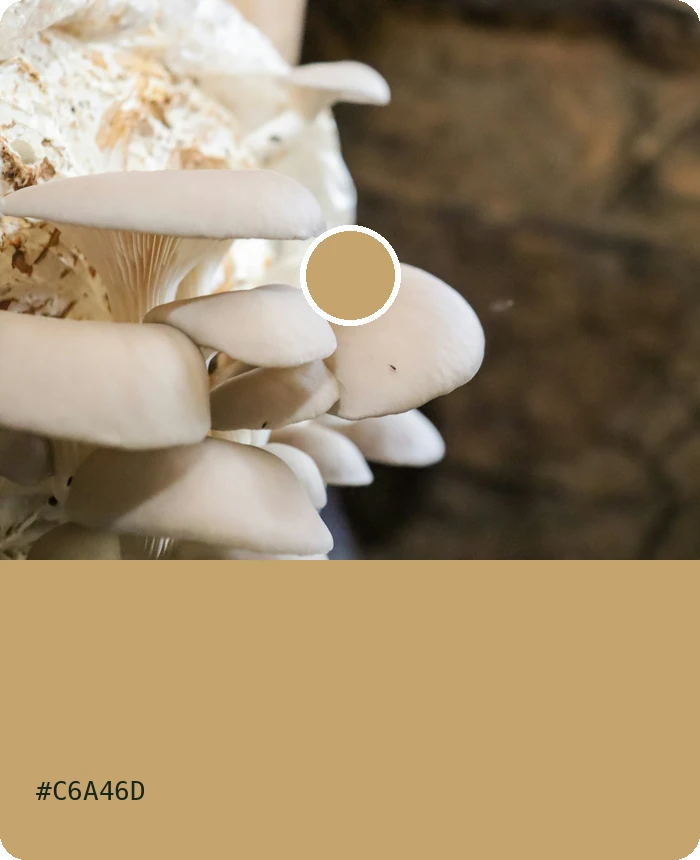 Contoh material Miselium + Sekam Padi; foto stok dan blok warna